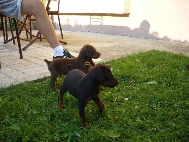 Doberman---stenad-
