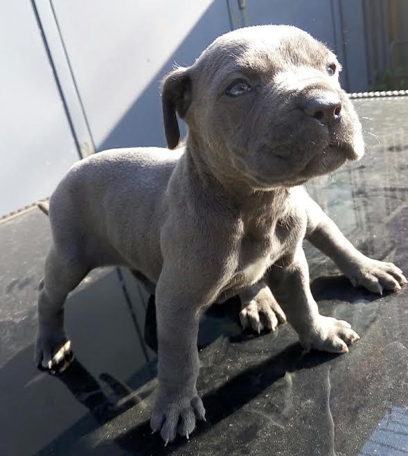 Cane-Corso-stenci