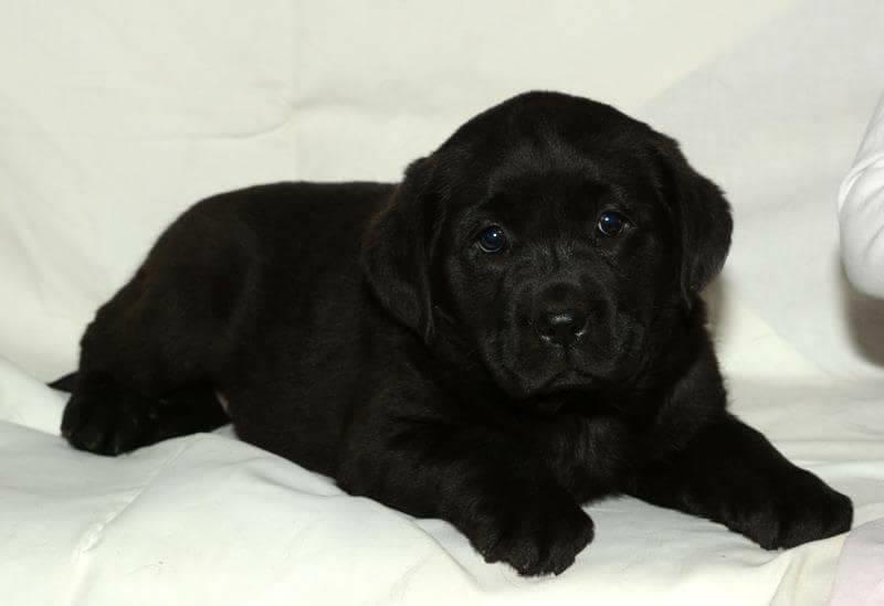 Labrador-retriver