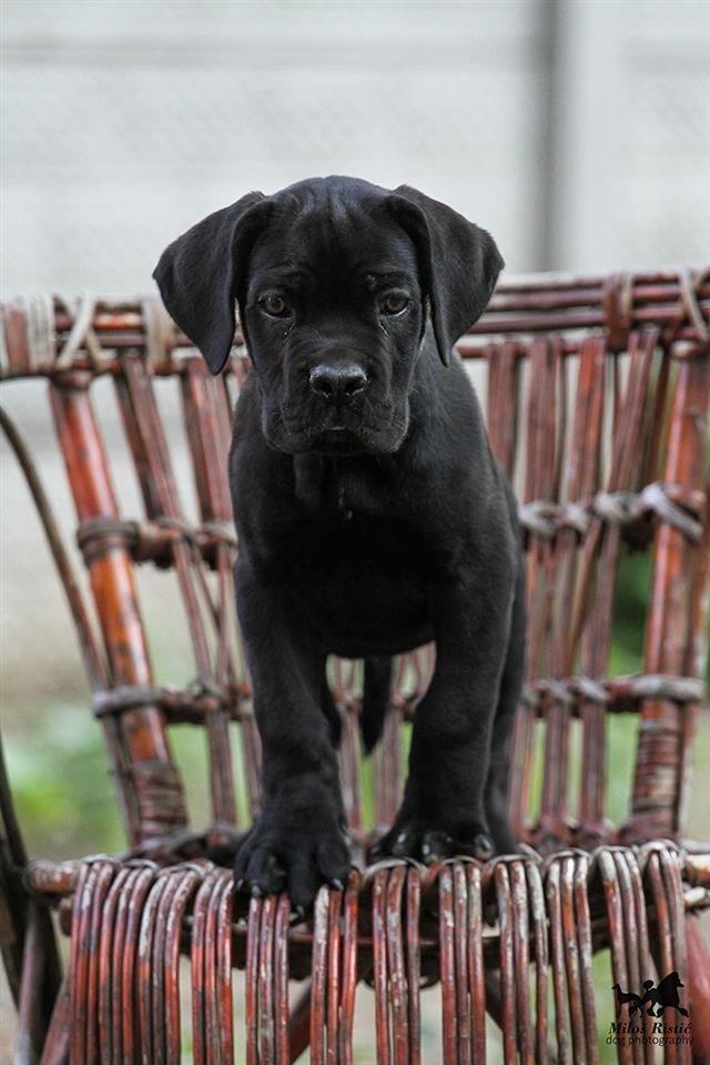 Cane-Corso-štenad-na-prodaju