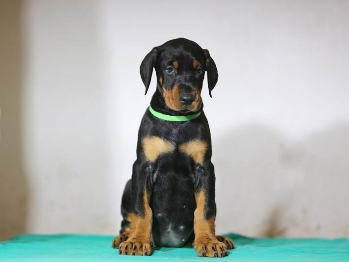 Doberman-štenad