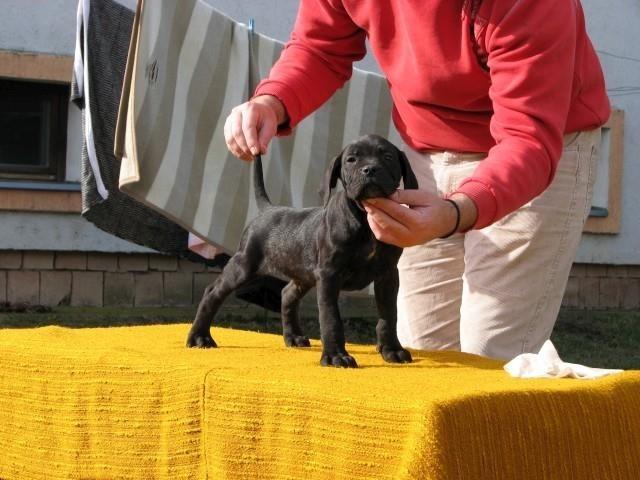 Cane-corso-stenci