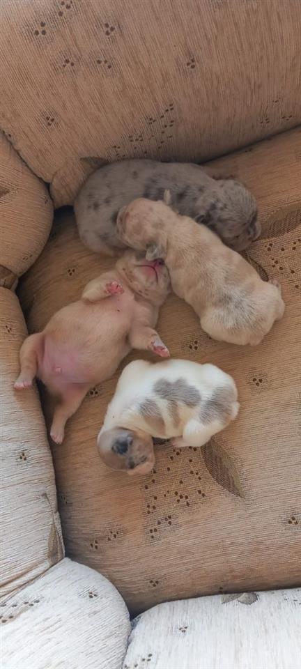 Francuski-buldog-štenci