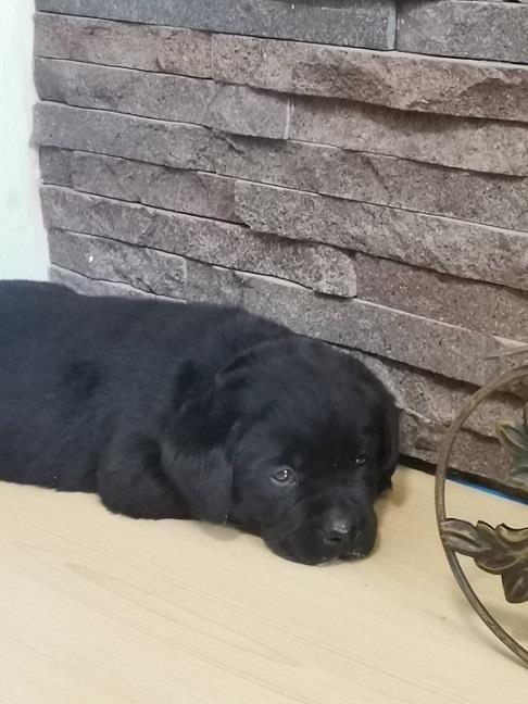 Labrador-stenci
