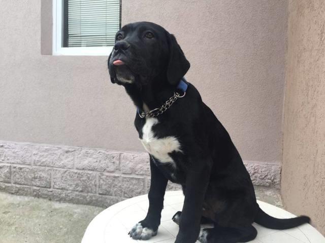 Cane-Corso-stenci