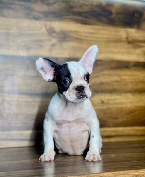 Francuski-buldog
