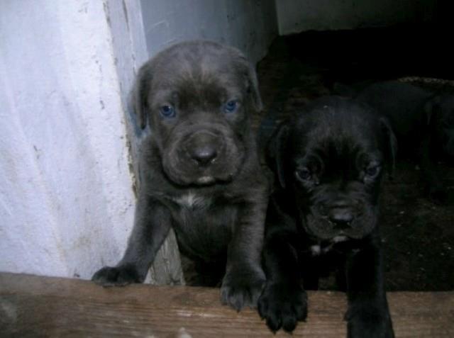 Cane-Corso-stenci