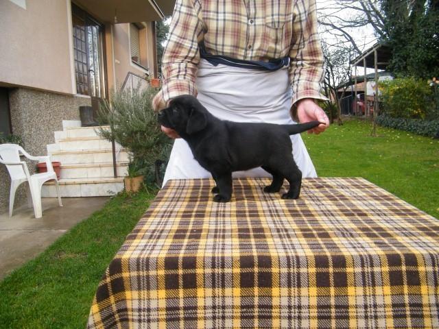 Stenci-labrador-retrivera