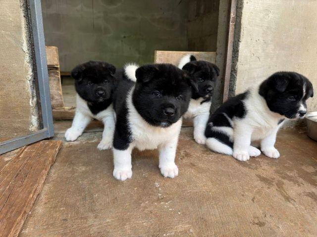 Američka-Akita-štenci