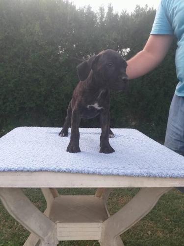 Cane corso stenci