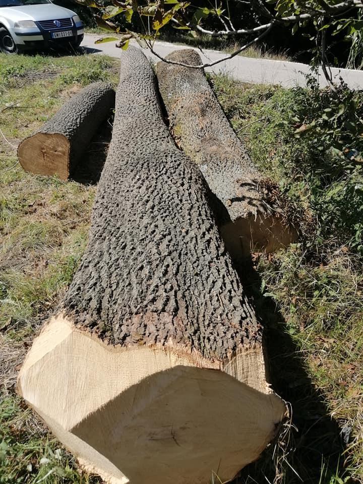 Trupci
