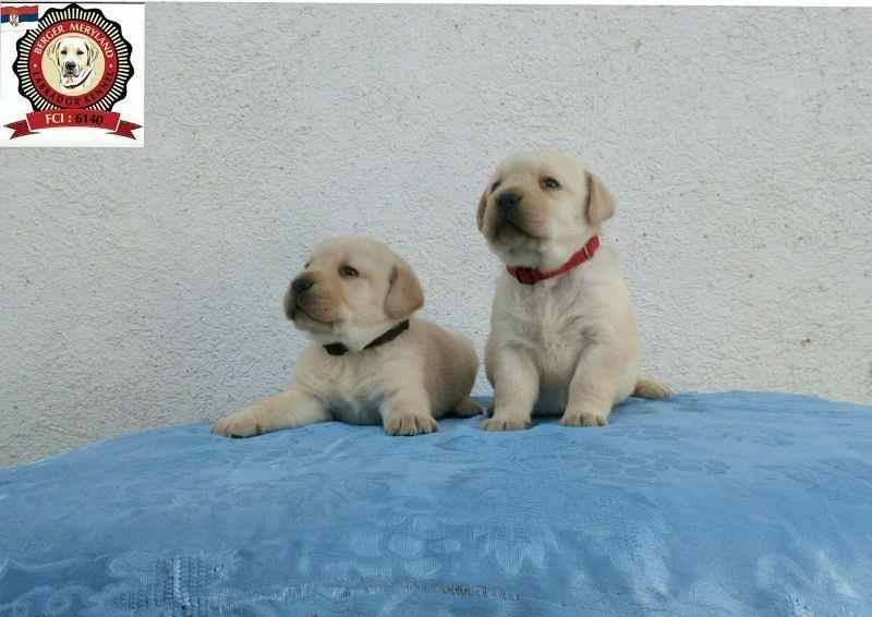 Labrador-retriver-
