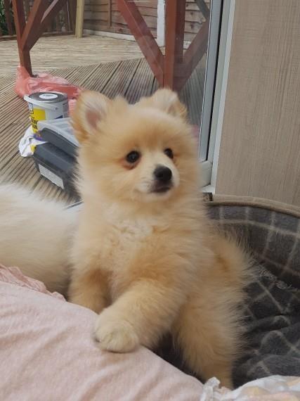 Pomeranez-të-gjithë-kc-reg-