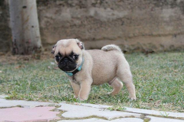 Mops--štenci
