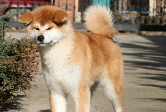 Akita inu stenci 