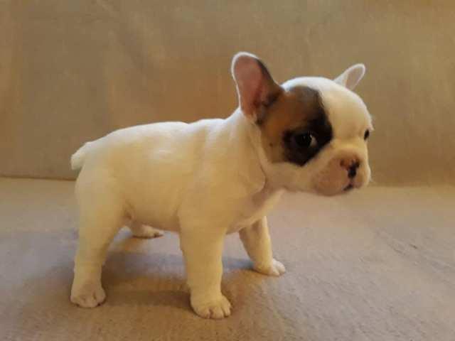 Francuski-buldog--štene