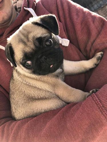 Mops
