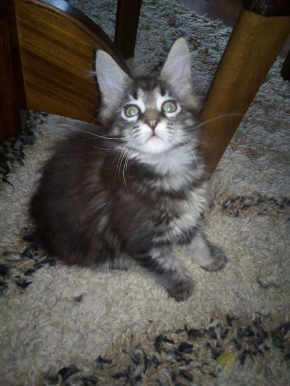 Main-coon-mačići-
