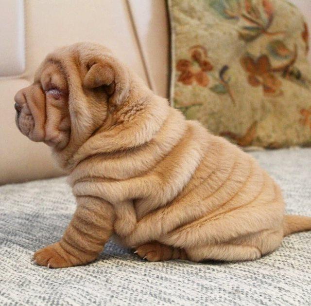 Shar-Pei-štenci-