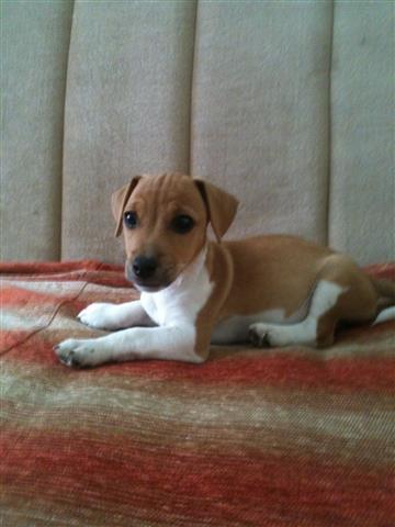 Jack-Russell-Terrier-stenci