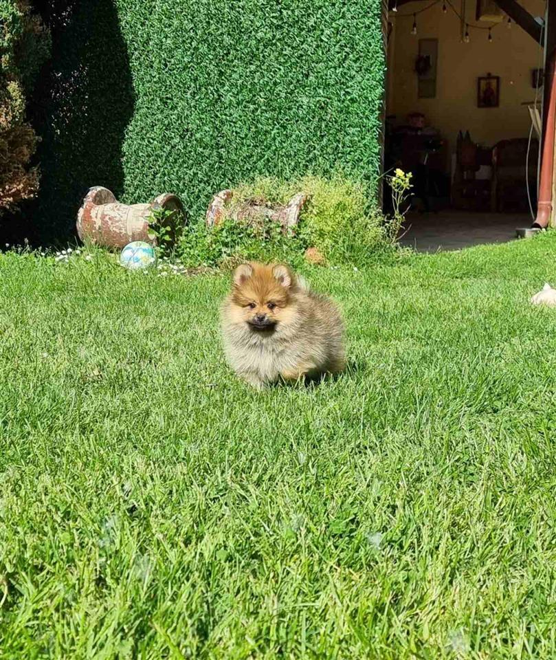 Boo-pomeranci