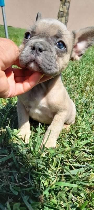 Francuski-buldog-
