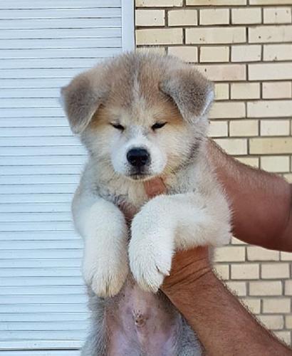 Stenci Akita Inu
