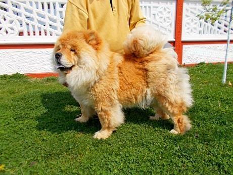 Chow-chow-cau-cau-stenad