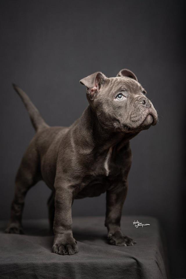 Amerikan-bully-