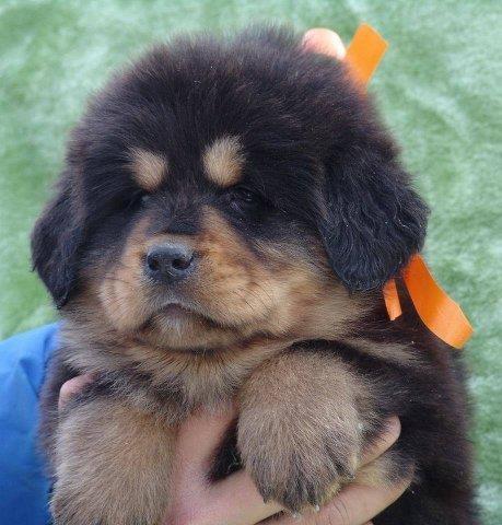 Tibetski-mastiff-vrhunski-stenci