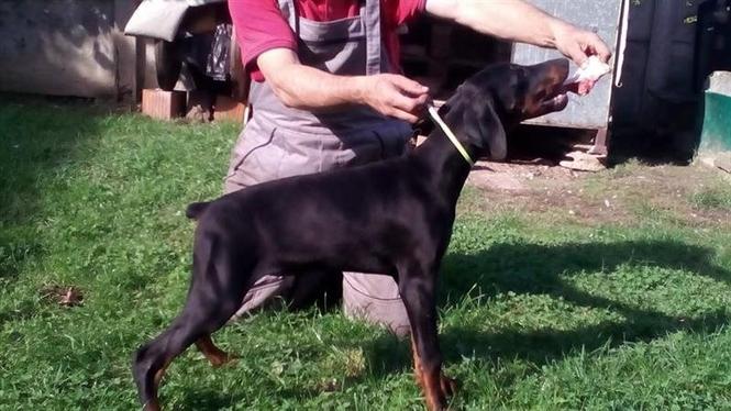 DOBERMAN – prelepe zenkice