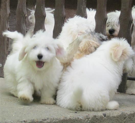 Coton de Tulear