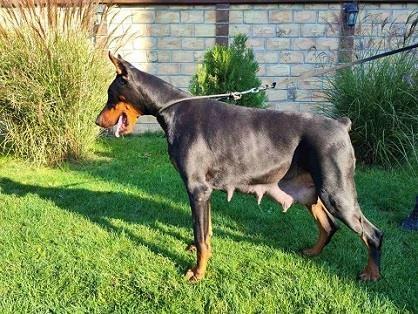 Doberman-stenci