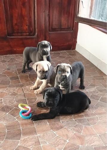 Cane Corso