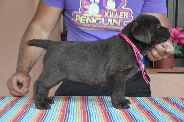 Labrador-Retriver-cokoladni-i-crni-stenci