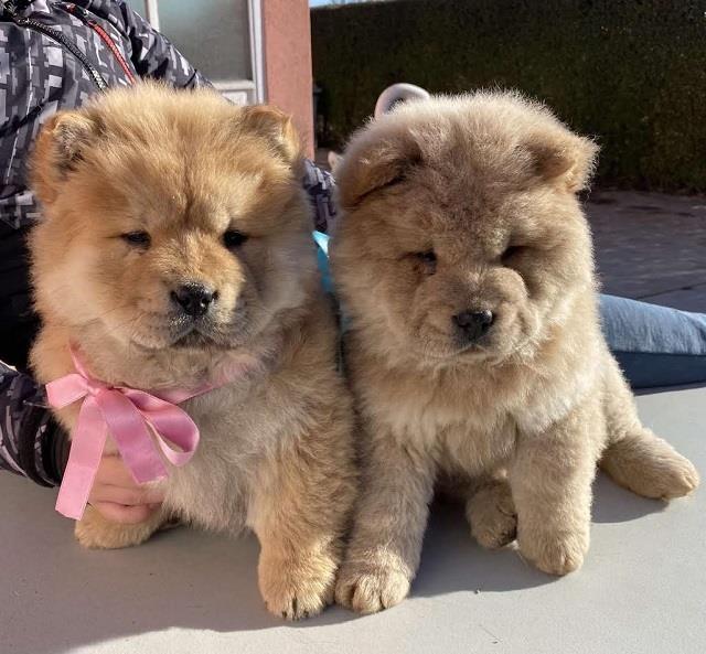 Chow-chow-štenci