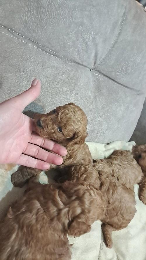 Crvena-toj-pudla---Toy-Poodle--