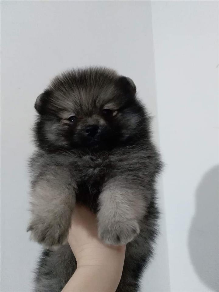 Pomeranski-špic-
