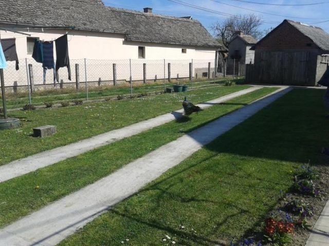 Mladih-i-starih-paunova-