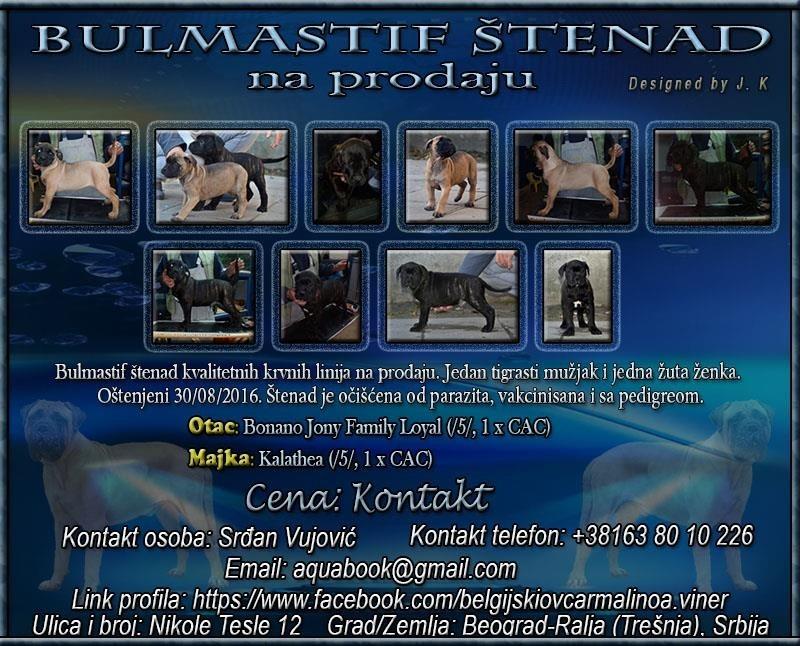 Bulmastif-štenad