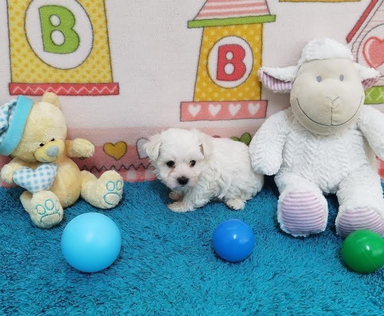 Maltezer-
