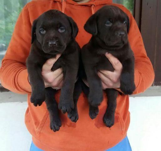 Labrador-braon-štenci
