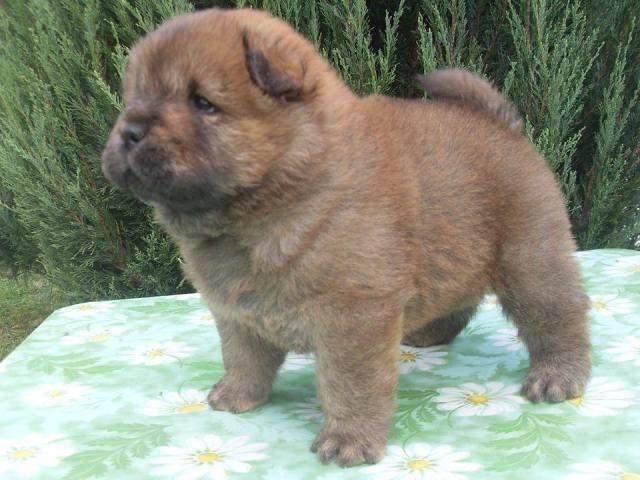Chow Chow stenci