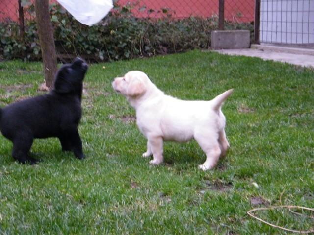 Stenci-labrador-retrivera