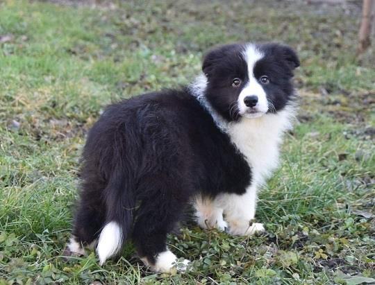 Border-koli-collie-štenci