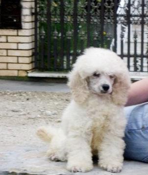 Pudla