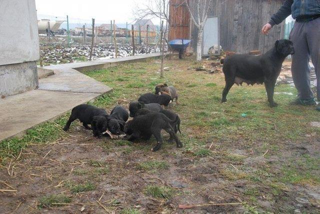 Cane-Corso-stenci
