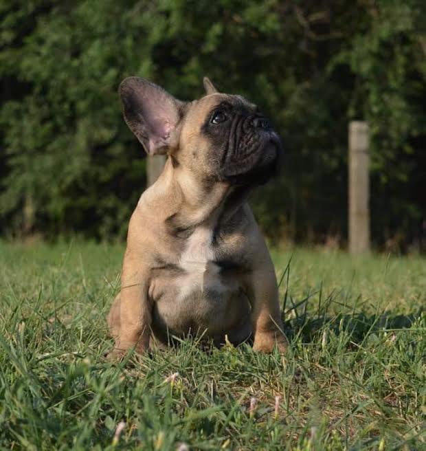 Francuski-buldog