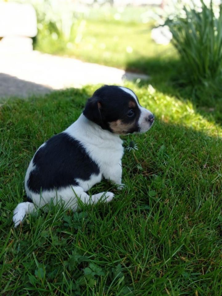 Jack-Russell-Štenad-na-prodaju
