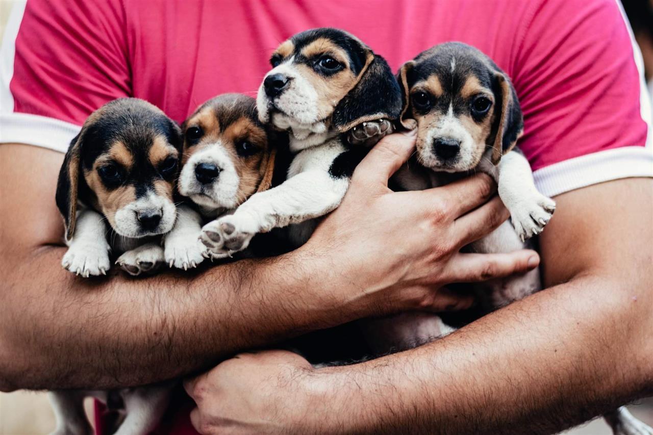 Beagle-štenci-
